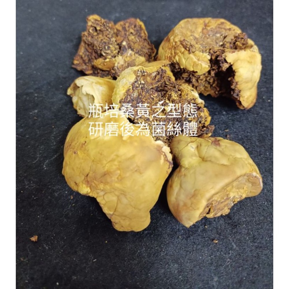 桑黃菌絲體-森林中的黃金（台灣生產製造乾式穀類發酵菌絲體-粉末)