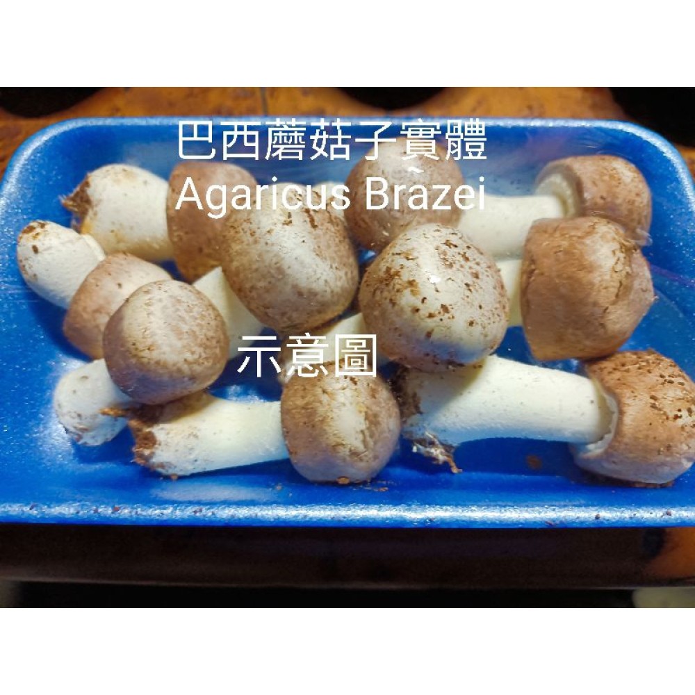 巴西蘑菇（姬松茸）菌絲體-活性多醣體之王