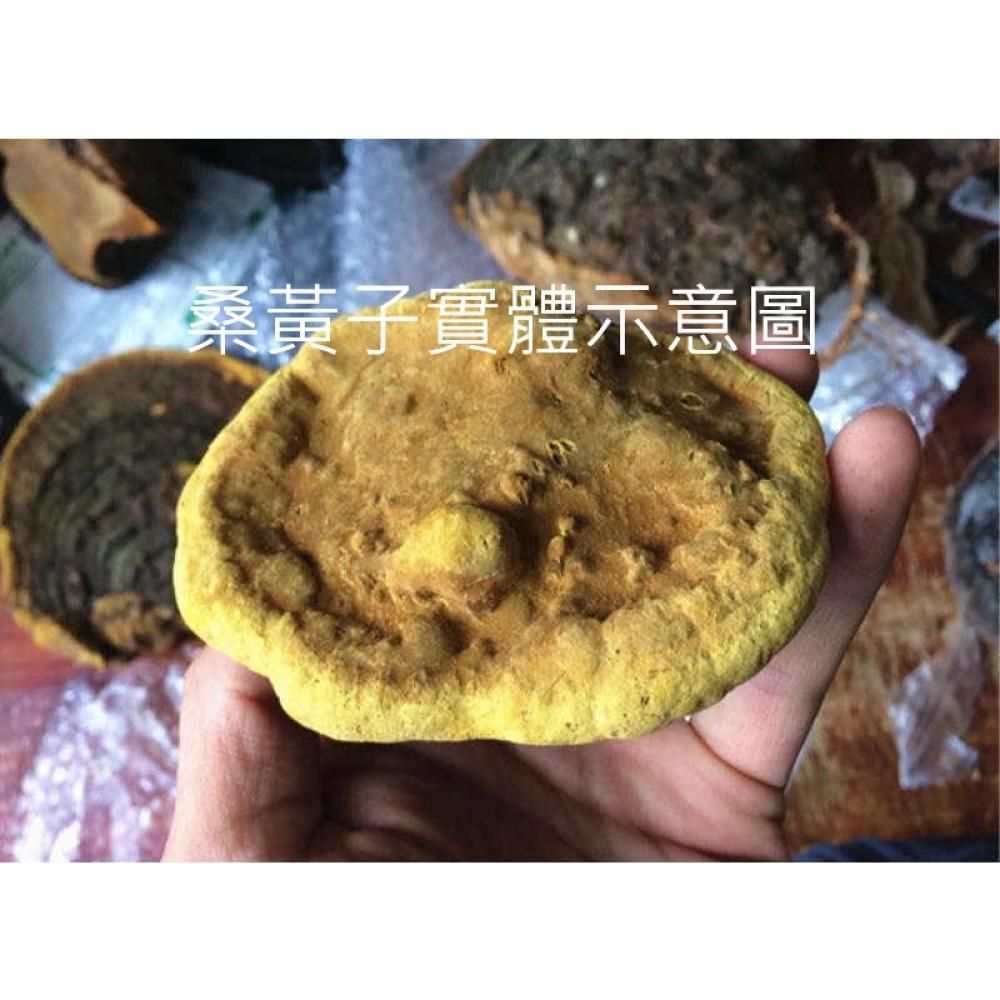 桑黃菌絲體-森林中的黃金（台灣生產製造乾式穀類發酵菌絲體-粉末)